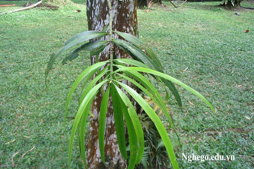 Cây Thông tre. Podocarpus neriifolius D. Don - Cây Thuốc Nam Quanh Ta
